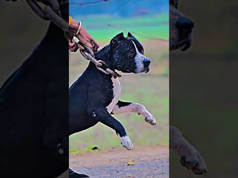 #rip #cobra is #back #pitbulldog #pitbull #trending #trendingshorts #trendingvideo #viral #shorts