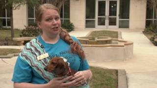Why do we participate - Diamond Dachshund Rescue of Texas