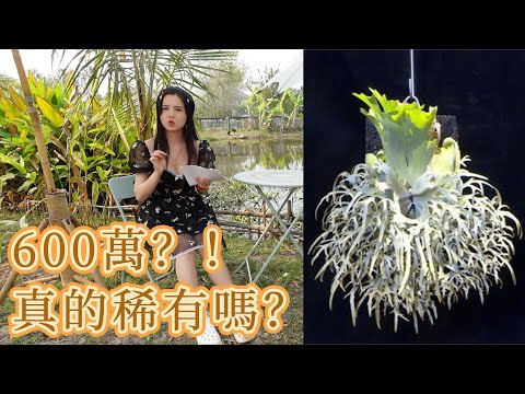 一颗鹿角蕨卖到600万？真的稀有吗？影响植物价格的因素是什么？