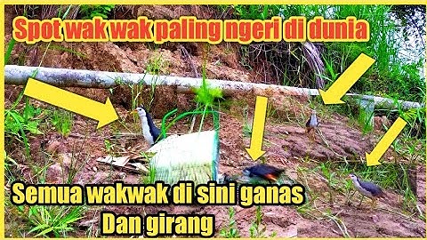 Detik detik mendebarkan❗Pikat Burung Ruak Ruak pakai kandang jebakan maut❗trap birds