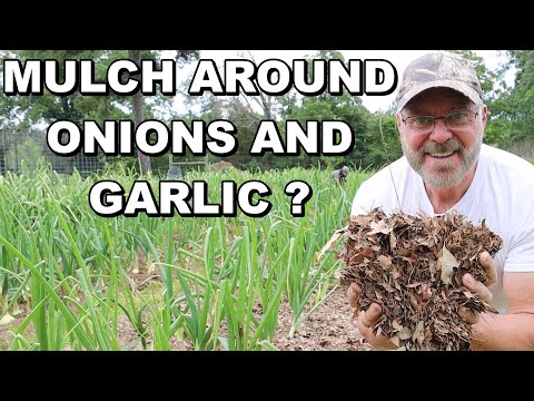Video: Wild Onion Control: Paano Mapupuksa ang Wild Onions