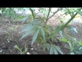 Best Pot To Soil Grow