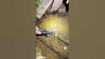 Cá Lớn - bắt Cá Lóc bằng kẹp đơn giản 😱 #khacthuyvlogg