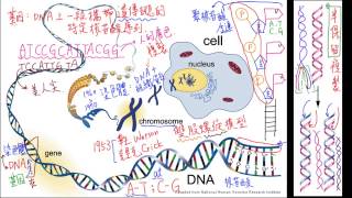 2-3觀念04基因、DNA與染色體的關係