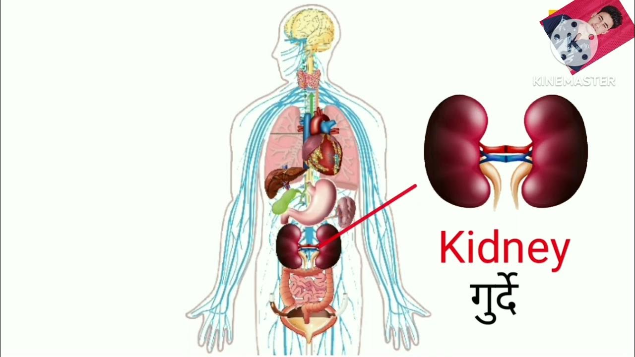 Aaj Maine Body Ke Organs Ko Samjhane Ki Koshish Ki Asha Karta Hun Ke aaj-maine-body-ke-organs-ko-samjhane-ki-koshish-ki-asha-karta-hun-ke