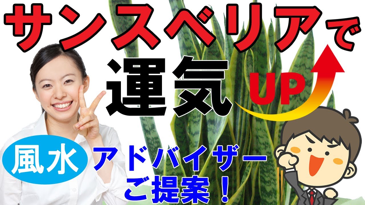 サンスベリアを使った簡単に出来る運気アップ風水術 観葉植物と風水のグリーンスマイルblog