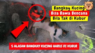 BUKAN MITOS !! Ini Alasan Sebenarnya Kenapa Kucing Harus Dikubur ? Cara mengubur Kucing dalam islam