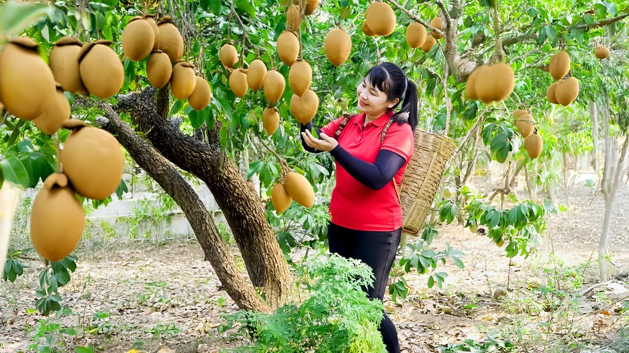 How To Harvest Sapodilla, Sell Them At The Market And Cook Them | Tieu ...