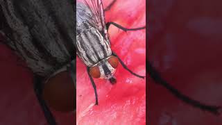 Housefly Sound - Flies Fly