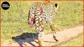 Moments Leopards Get Injured While Picking The Wrong Prey, What Happens Next? | Animal Fights