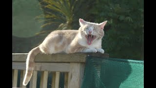 Cute Pets And Funny Animals Compilation #2 - Pets Garden by Pet lovers 1 view 3 years ago 3 minutes, 12 seconds