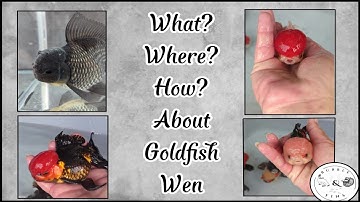 What? Where? How? About Goldfish Wen