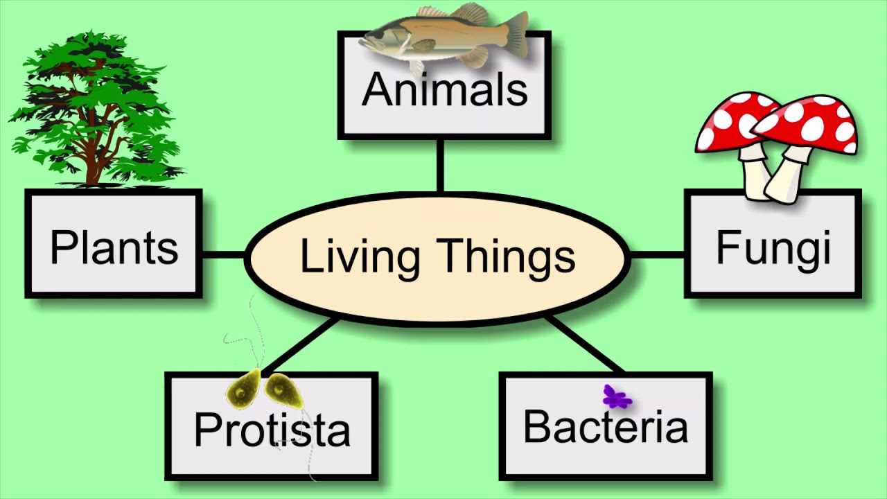 Living and non living things sorting. Living things around us. Living things around us 7 класс презентация. Living things and non living things. Living things around us контрольная работа.