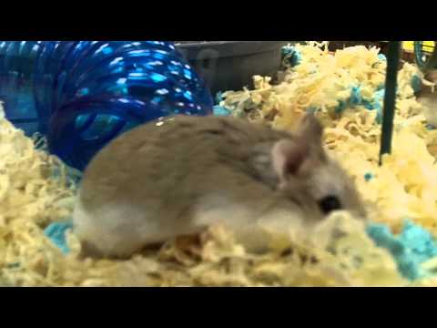Cute Baby Mouse Crawling