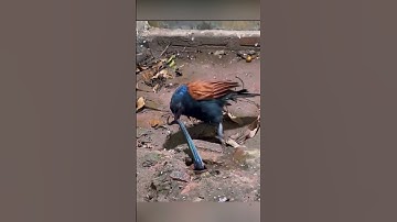 Chim bìm bịp hạ gục mọi loài rắn độc chỉ trong vài hiệp . #shorts #kienthuc #dongvat #khampha