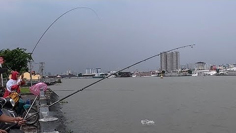 Bắt Cá Trê Khủng 3kg Ở Sông Sài Gòn | Kéo Cần Phê Tận Óc