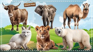 Cutest Animal Sounds and Behaviors Compilation: Buffalo, Fox, Tiger, Polar bear, Elephant, Camel