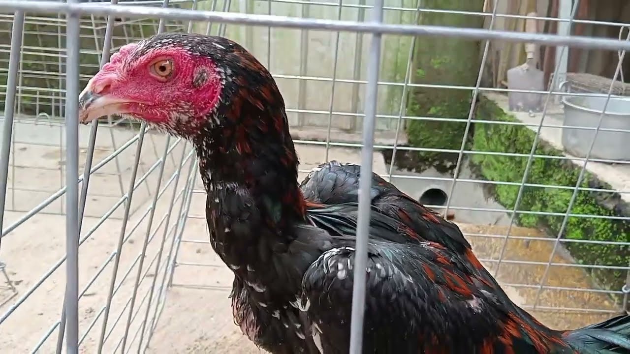 Update Kandang Terbaru, Anakan Pakhoy Siap Pantau