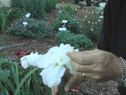 Japanese Iris, spectacular flowers for the garden