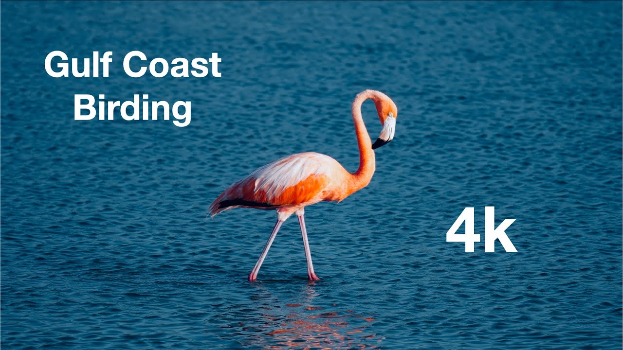 Gulf Coast Birding in Texas, Spring 2024, 4K YouTube