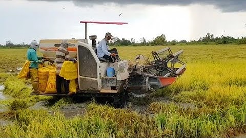 QUAY CẢNH MÁY CẮT LÚA KUBOTA DC CHẠY MÙA NƯỚC LŨ máy gặt đập Liên Hợp