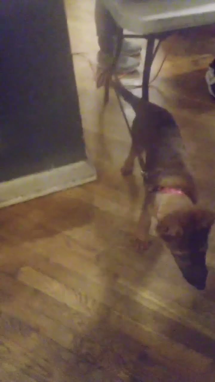She Has Service Animal Papers It s Okay YouTube She Has Service Animal Papers It s Okay YouTube
