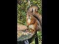 🔴 24/7 Live Forest :: 🐿️ Squirrels and Birds Gathering at the Feeder in the Finnish Woods#nature