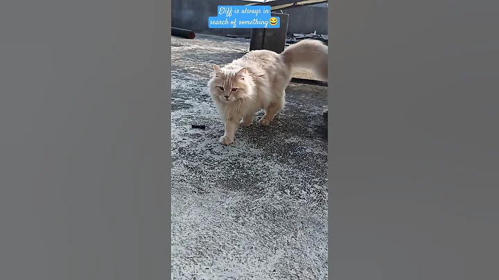 Video 3721171: british long hair cat, doll face persian cat, persian cat facts, punch face persian, persian male, female persian, cute cat