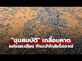 เหรียญเงินลึกลับชายหาด! จริงๆ แล้วคือแมงกะพรุนพิษร้ายแรง เผยเบื้องหลังขนลุก