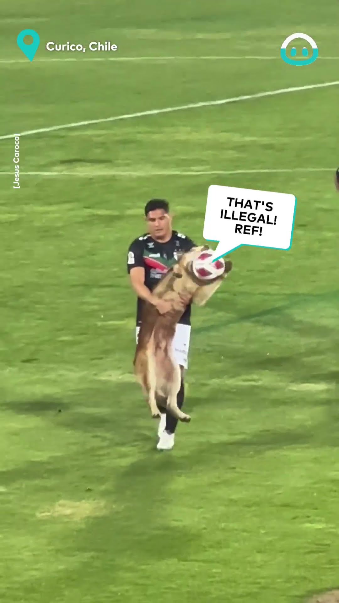 Dog Steals Soccer Ball During Championship Game || ViralHog