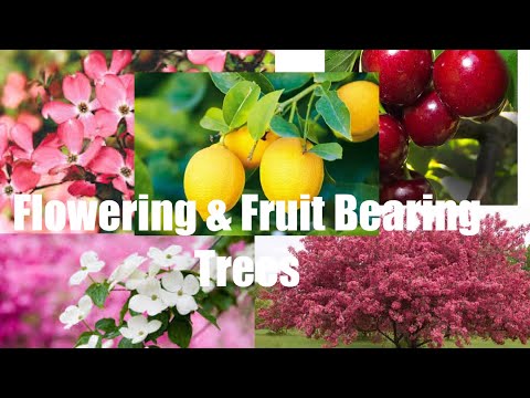 Video: Monilioza sau arderea monilială a pomilor fructiferi: semne, fotografie. Cum să faci față moniliozei