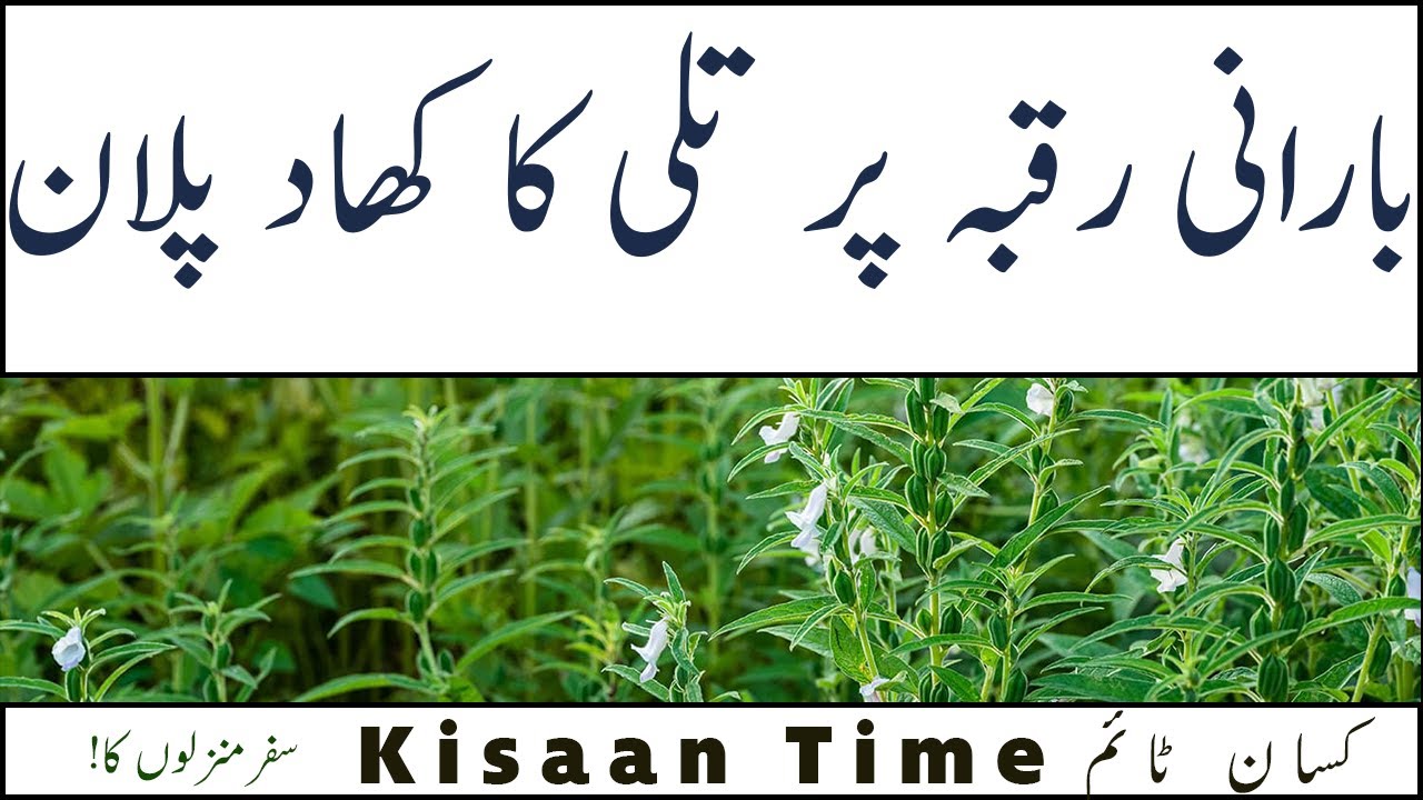 Sesame Fertilizer plan for Rainfed areaبارانی رقبہ پر تلی کی فصل کا کھاد پلان Kisaan Time  کسان ٹائم