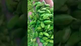 Organic green cardamom available @ best price To get regular updates DM us 8531050424