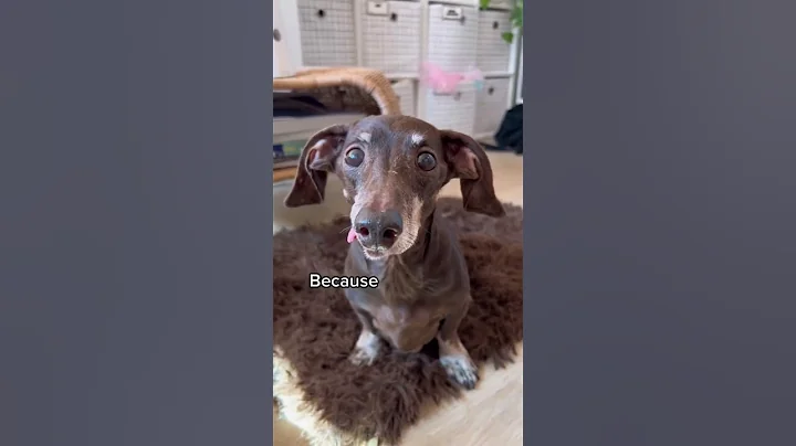 A dog’s tongue will hang out when they lost their teeth 🦷🐶 #dachshund #rescuedog #seniordog #pets - DayDayNews