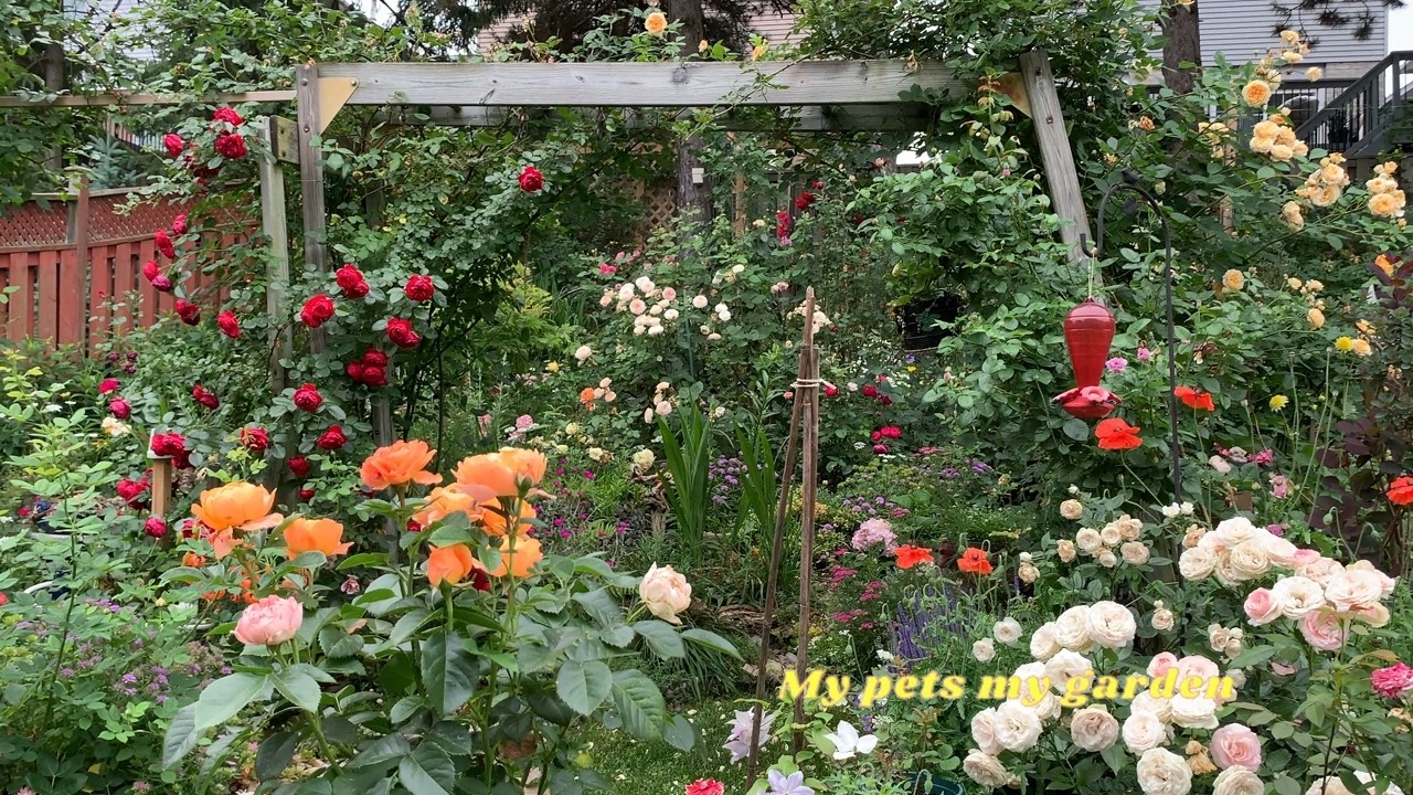 |July 8, 2025 — Backyard|#rosegarden |#dogs|#cats|#rose|#healing|#calm |#nature |#My pets my garden|