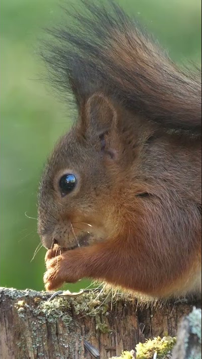 Bless You!!!🤪 - Cutest Sneezing Red Squirrel Ever 😍🤪