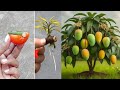 Super special way to propagate mango using only tomato to help the tree produce fruit super fast