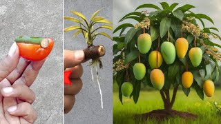 SUPER SPECIAL way to propagate mango using only TOMATO to help the tree produce fruit super fast