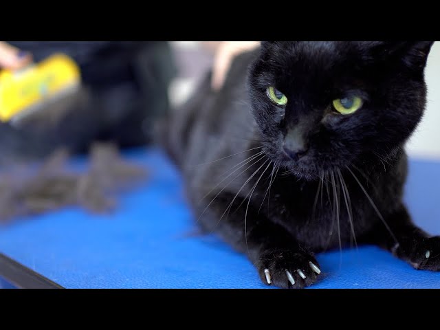 A yellow-eyed black cat with a beautiful voice. Don't be afraid! 😻🛁✂️❤️ class=