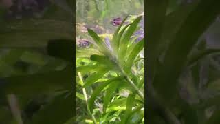 Tiny Guppy Fry Swimming