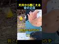 こっそり暮らしていた隣人🐝