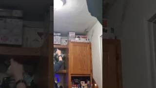 bird in the house #birds