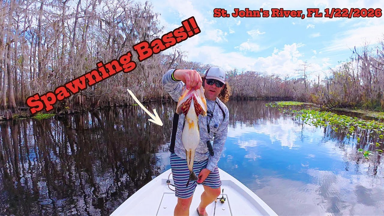 6lb Spawning Bass St John’s River, FL January 22, 2026 #bassfishing #stjohnsriver #bassmaster