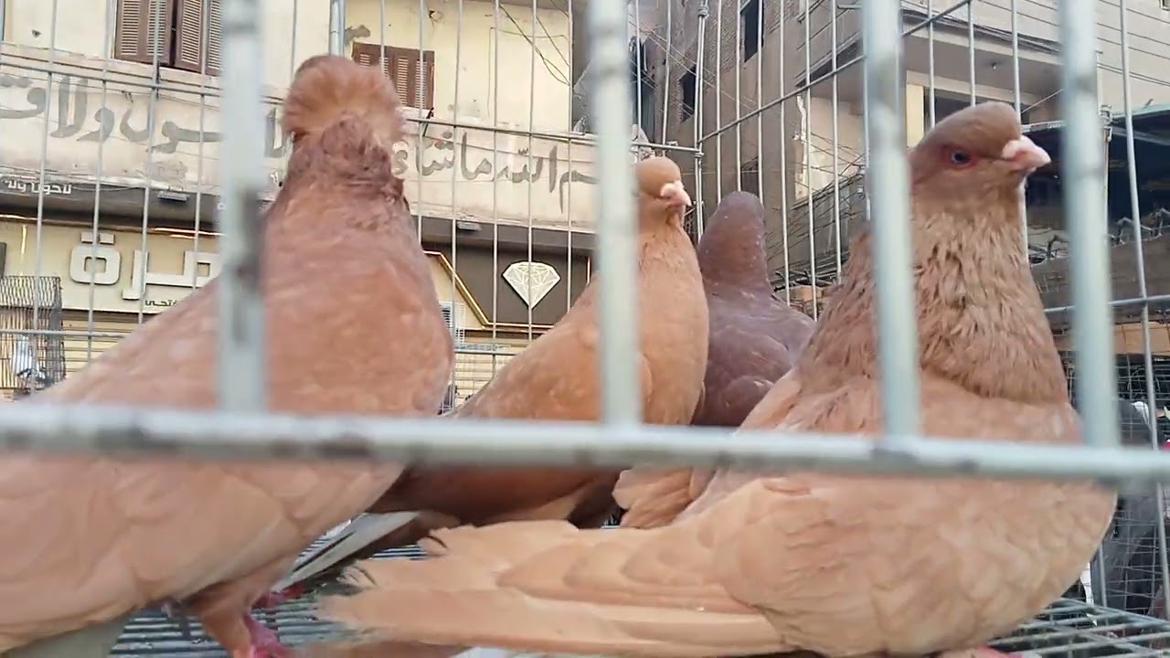 ينهار ابيض علي الاسعار 😱 في سوق المحله الكبرى #النجار_فوق 