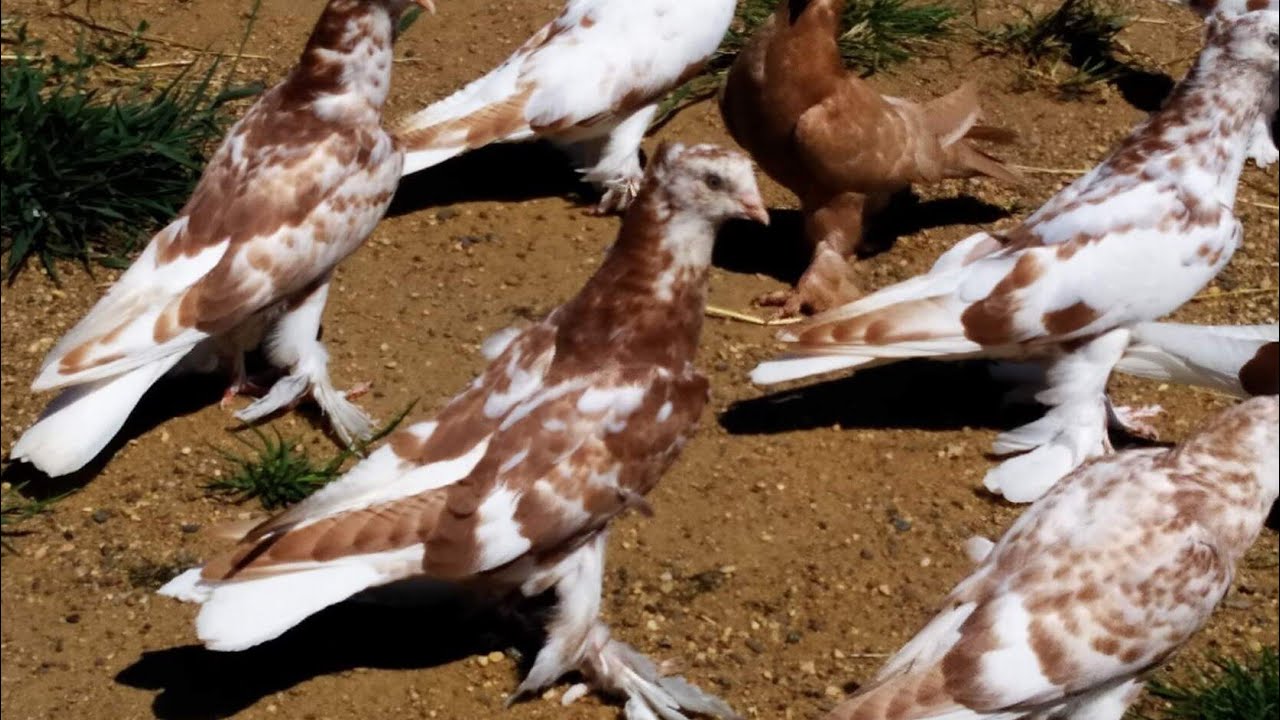 2 января 2026 г. Андижанские голуби узбекские голуби