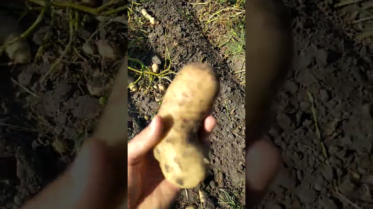 Посуха, але нарешті докопались до хорошого врожаю Сабріна Роко