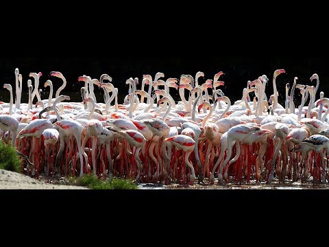 Pink flamingos feeding at Ras Al Khor Wildlife Sanctuary Dubai