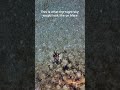 This is what the night sky would look like on Mars. #mars #nasa #milkyway #astronomy