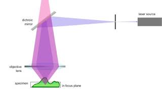 Confocal Fluorescence