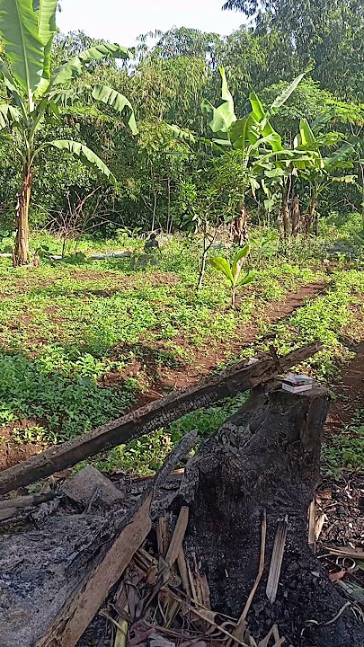 kebon #lemburkahuripan #kampungbikinsejuk #kampungsepi #farming #suasanakampungyangsederhana
